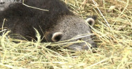 Binturongové v olomoucké ZOO