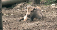 Zubří mláďata v olomoucké ZOO