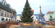 Vánoční strom už stojí před radnicí