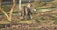 Mláďata klokanů z olomoucké ZOO