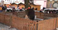 Vánoční strom dorazil na náměstí
