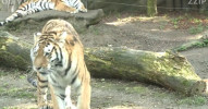 Láska mezi tygry v zoologické zahradě