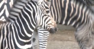 Olomoucké zebry již nejsou ohroženy
