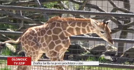 Malá žirafka se představila návštěvníkům