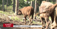 Další mládě v olomoucké ZOO