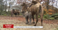 Velbloudí babička Eliška porodila v zoo Eliota