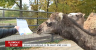 Jednohrbí velbloud se vrací do zoo